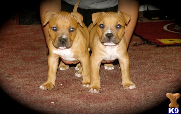Puppies in Fresno